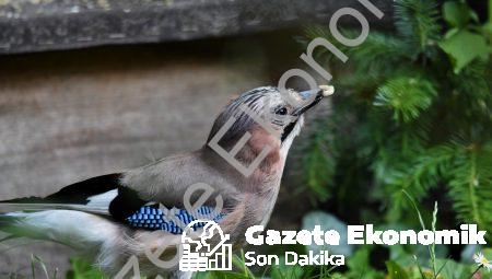 Transdismansiyonizm: Bilinci taşıyacak yeni formlar arayışı