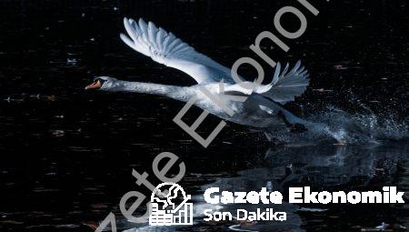 Psikedelik Araştırmalar: Zihinsel Potansiyeli Açan Kapılar