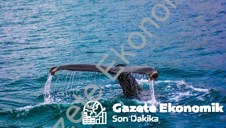 En İyi Fiyata Günlük Pansiyon Seçenekleri