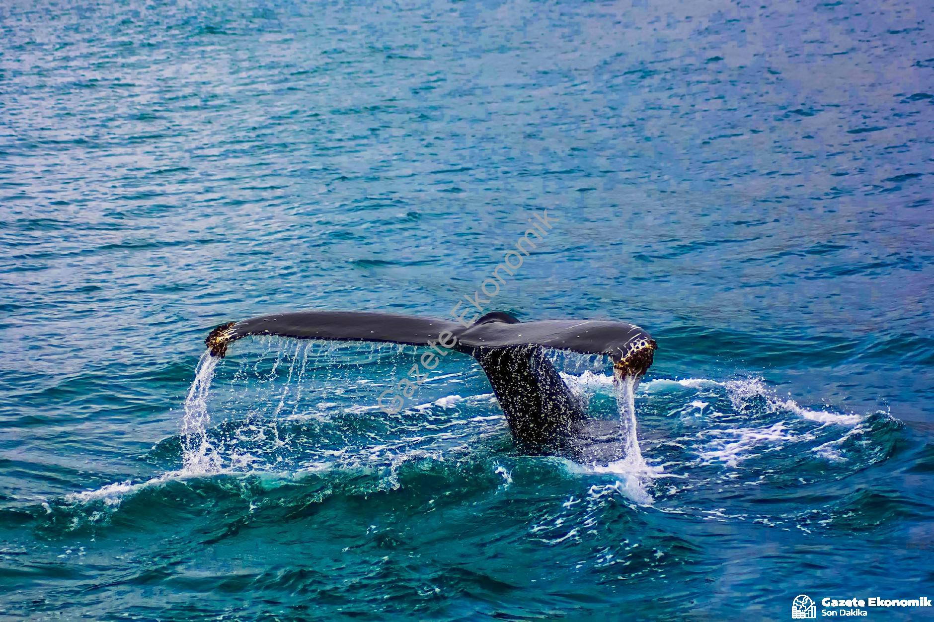 En İyi Fiyata Günlük Pansiyon Seçenekleri