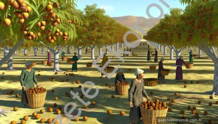 Demirci’de Ceviz Hasadı Heyecanı Başladı