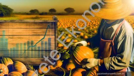 Çavdarhisar’da Çerezlik Kabak Hasadı Zamanı Geldi