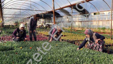 Muğla’da Kadın Kooperatifleri Yerel Kalkınmaya Güç Katıyor