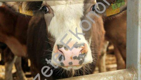 Çal’da şap alarmı: 17 mahallede karantina uygulaması