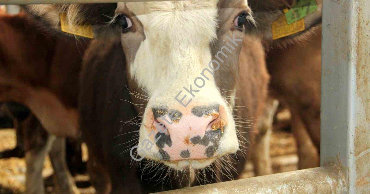 "Çal’da şap alarmı: 17 mahallede karantina uygulaması" başlıklı haber için fotorealistik, profesyone