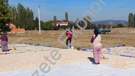 Çavdarhisar Ağarı’da çerezlik kabakta hasat sezonu açıldı