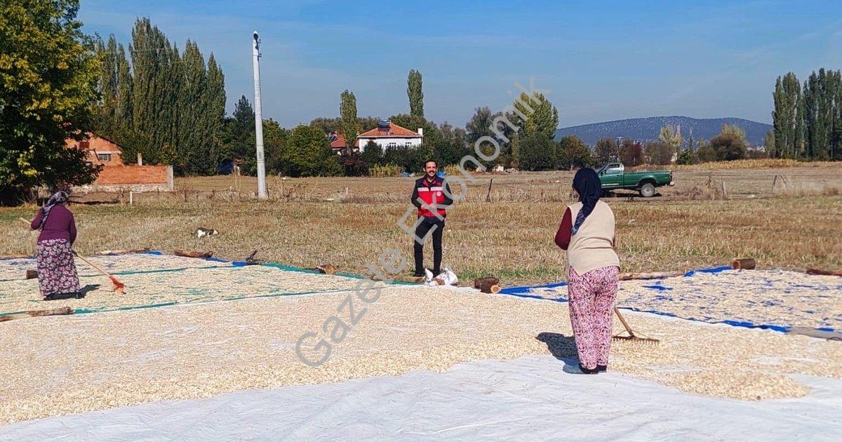 "Çavdarhisar Ağarı’da çerezlik kabakta hasat sezonu açıldı" başlıklı haber için fotorealistik, profe