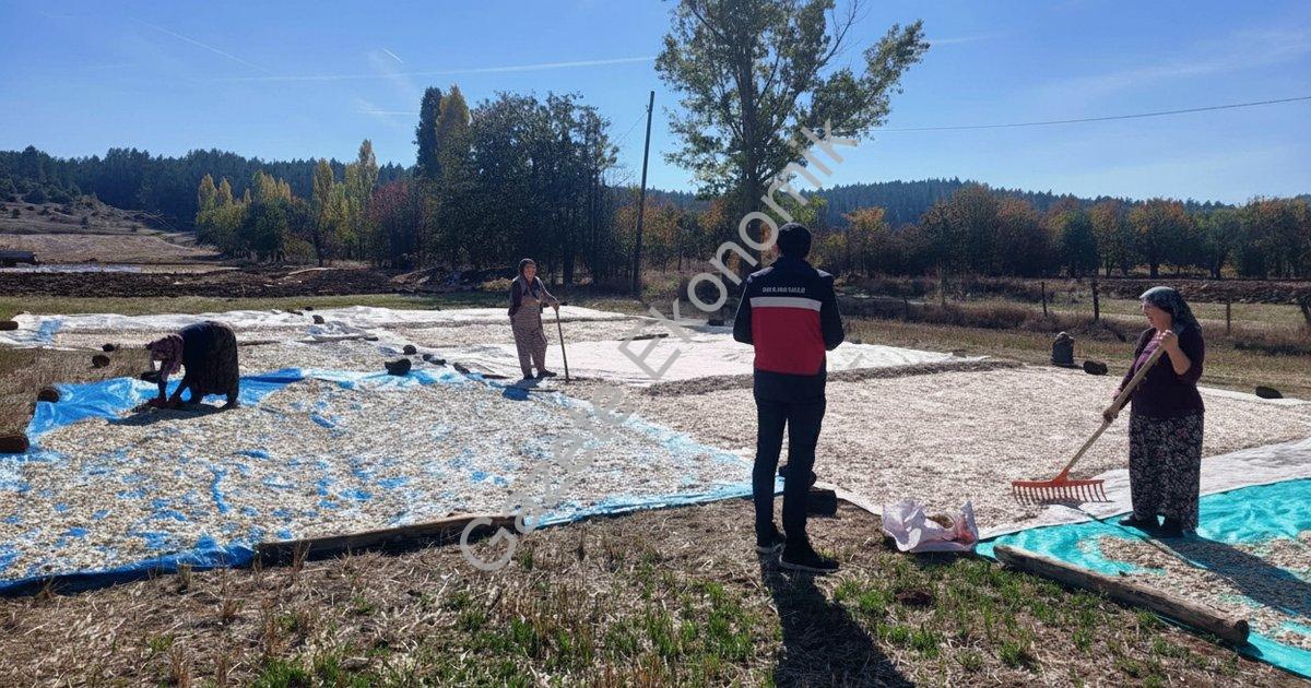 ÇAVDARHİSAR AĞARI KÖYÜNDE ÇEREZLİK KABAK HASADI BAŞLADI