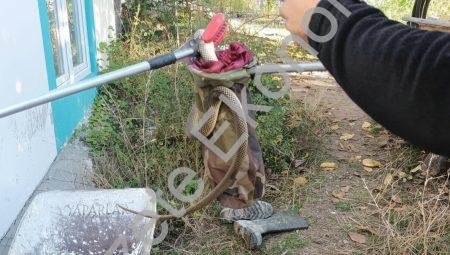 Denizli Çameli’de eve giren 2 metrelik yılan korkuttu