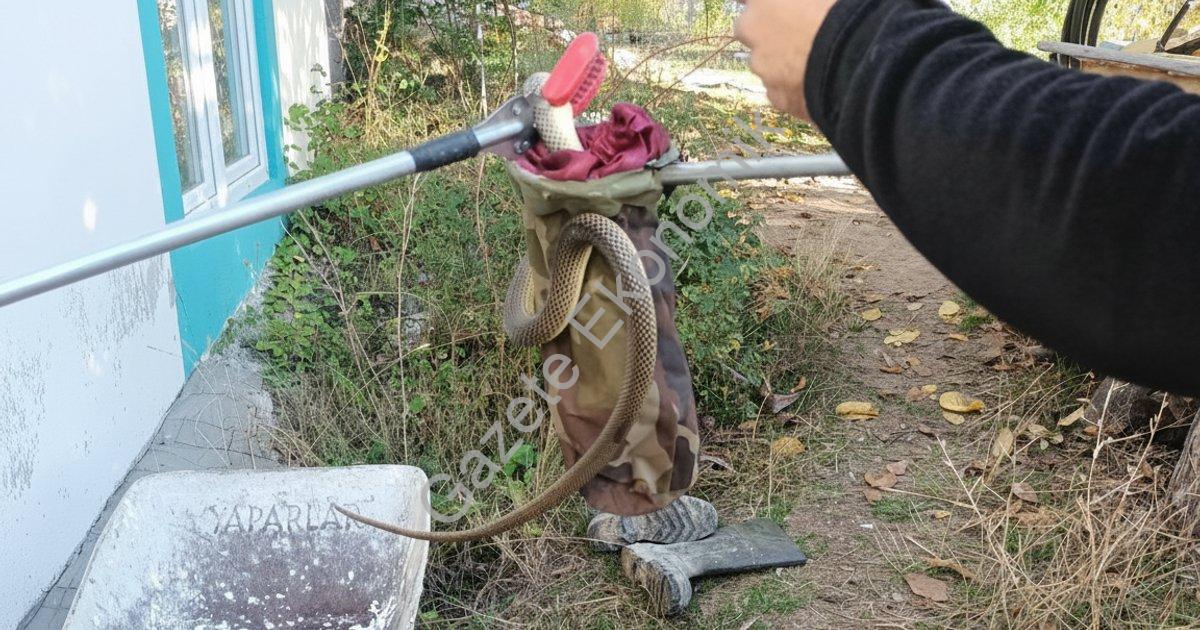 "Denizli Çameli’de eve giren 2 metrelik yılan korkuttu" başlıklı haber için fotorealistik, profesyon
