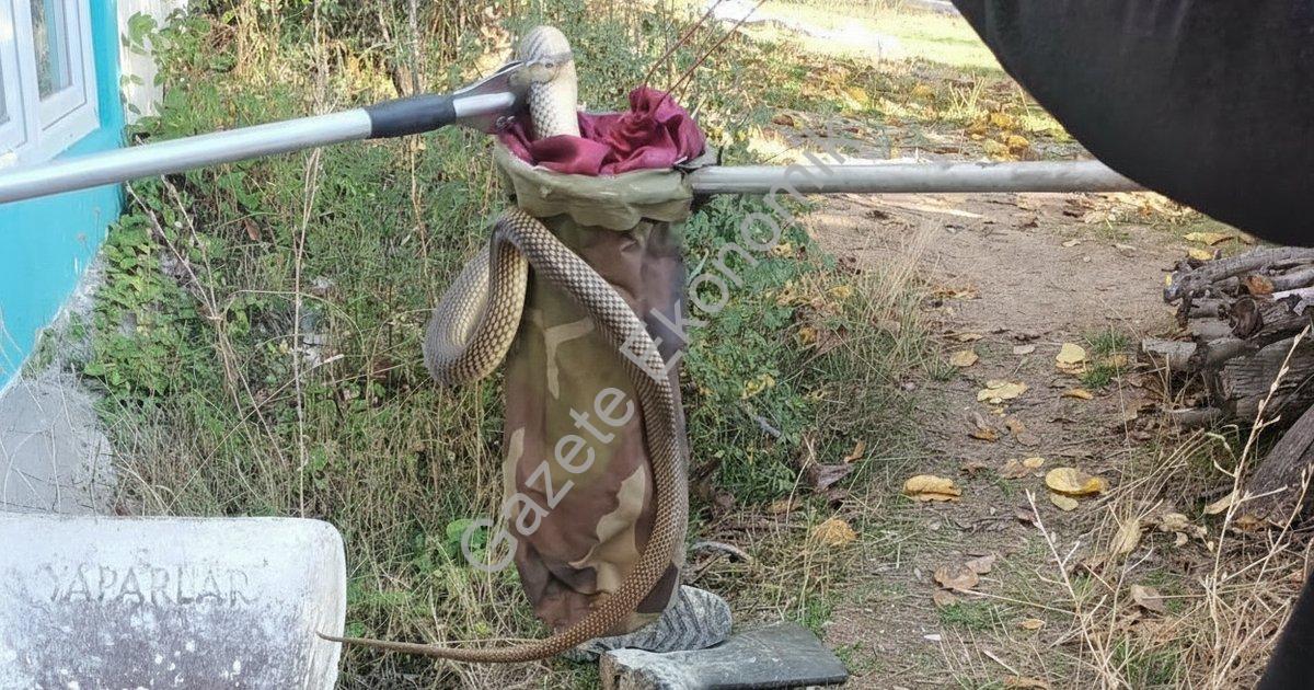 DENİZLİ’NİN ÇAMELİ İLÇESİNDE BİR EVİN İÇİNDE BULUNAN YILAN KORKUYA NEDEN OLURKEN 2 METRE BOYUNDAKİ YILAN ÇAĞRILAN İTFAİYE TARAFINDAN ALINARAK DOĞAYA BIRAKILDI.