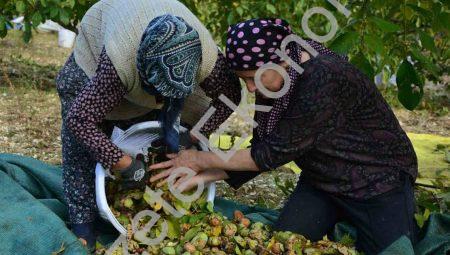 Demirci’de ceviz hasadı başladı: Üretici tarlada mesaiye döndü