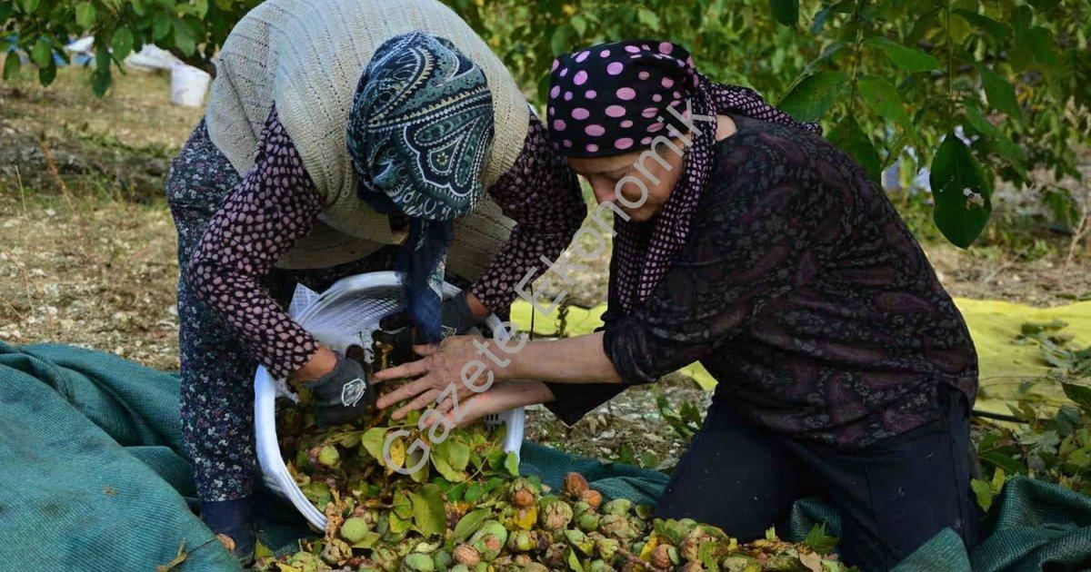 "Demirci’de ceviz hasadı başladı: Üretici tarlada mesaiye döndü" başlıklı haber için fotorealistik,