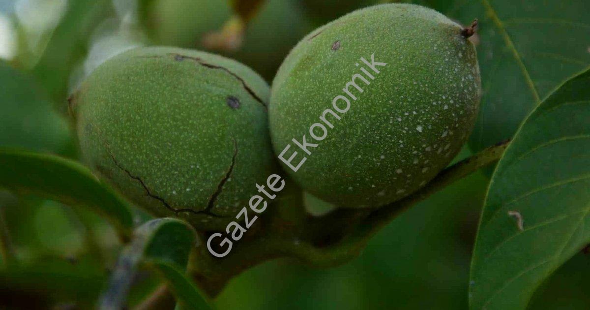 MANİSA'NIN DEMİRCİ İLÇESİNDE YILDA 13 BİN 400 DEKAR ALANDA YAKLAŞIK 500 TON ÜRETİMİ GERÇEKLEŞEN CEVİZDE HASADA BAŞLANDI.