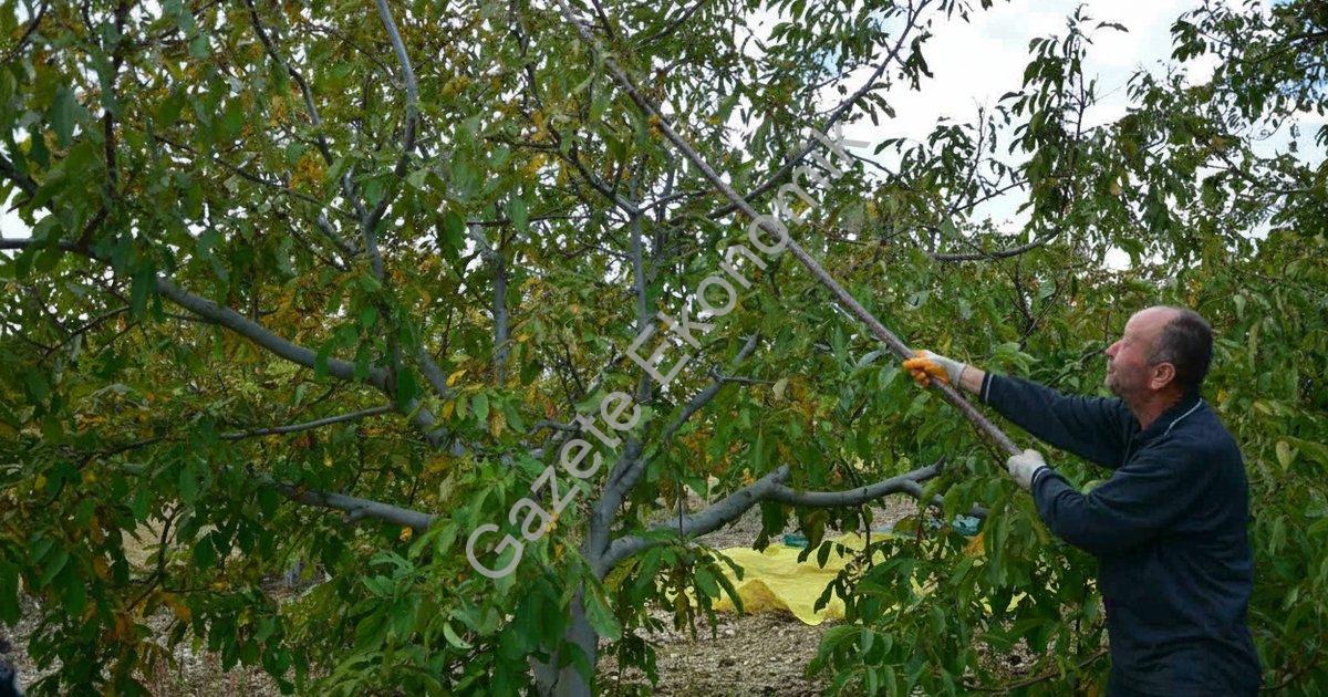 MANİSA'NIN DEMİRCİ İLÇESİNDE YILDA 13 BİN 400 DEKAR ALANDA YAKLAŞIK 500 TON ÜRETİMİ GERÇEKLEŞEN CEVİZDE HASADA BAŞLANDI.