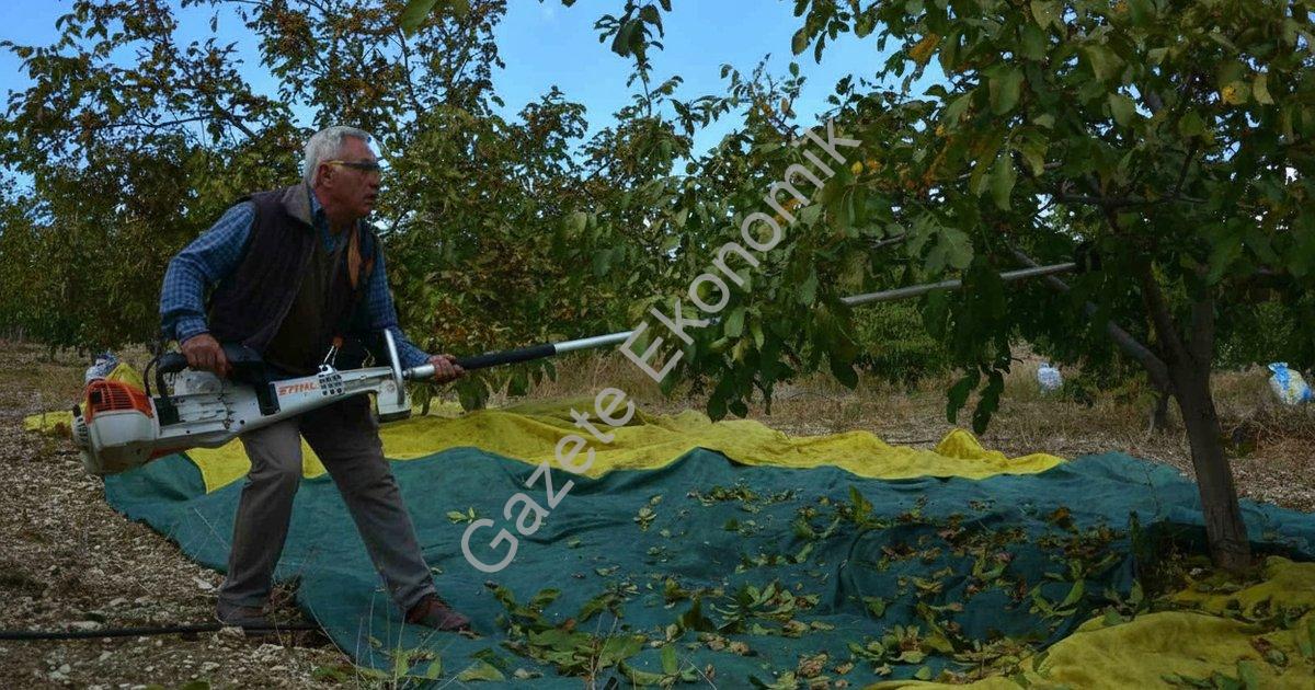 MANİSA'NIN DEMİRCİ İLÇESİNDE YILDA 13 BİN 400 DEKAR ALANDA YAKLAŞIK 500 TON ÜRETİMİ GERÇEKLEŞEN CEVİZDE HASADA BAŞLANDI.