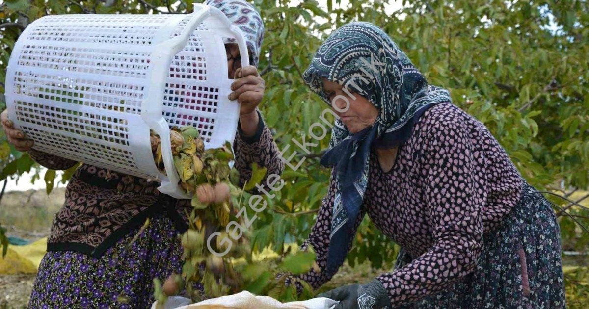 MANİSA'NIN DEMİRCİ İLÇESİNDE YILDA 13 BİN 400 DEKAR ALANDA YAKLAŞIK 500 TON ÜRETİMİ GERÇEKLEŞEN CEVİZDE HASADA BAŞLANDI.