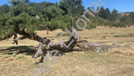 Buldan Süleymanlı Gölü’nün simge çamı hayata tutunuyor