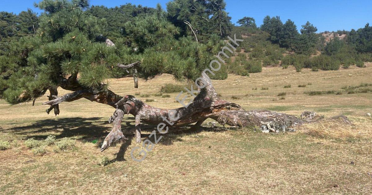 "Buldan Süleymanlı Gölü’nün simge çamı hayata tutunuyor" başlıklı haber için fotorealistik, profesyo
