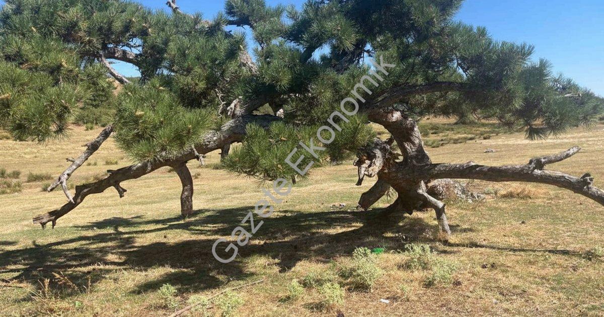 BULDAN SÜLEYMANLI GÖLÜ GİRİŞİNDE BULUNAN ÇAM AĞACI GÖRENLERİ HAYRETE DÜŞÜRÜYOR. YILLAR ÖNCE YILDIRIM DÜŞMESİ NETİCESİNDE GÖVDESİNDEN YARALANAN ÇAM AĞACI, YERE DOĞRU EĞİLMESİNE RAĞMEN YAŞAMINI SÜRDÜRÜYOR.