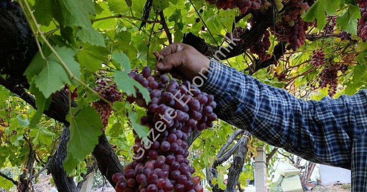 "Sarıgöl’de rekor: 1 kilo 740 gramlık dev üzüm salkımı" başlıklı haber için fotorealistik, profesyon