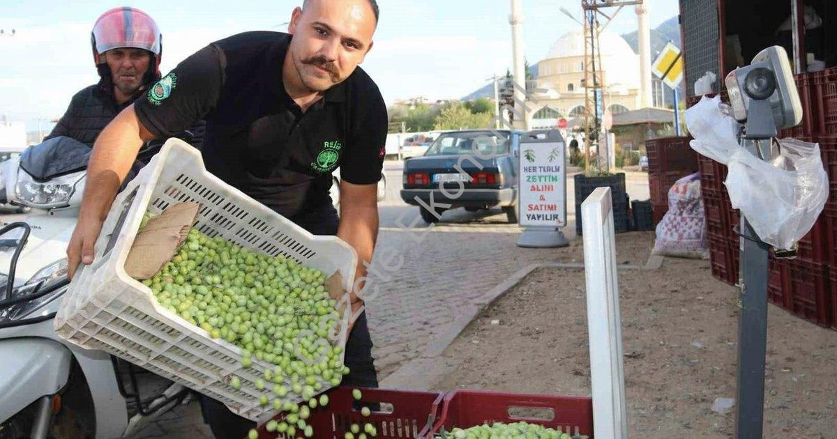 "Fethiye ve Seydikemer’de zeytin hasadı hızlandı: Fiyatlar yükselişte" başlıklı haber için fotoreali