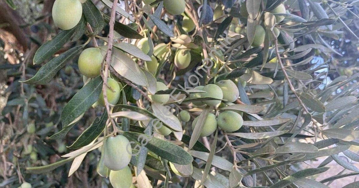 FETHİYE’DE ZEYTİN HASADI BAŞLADI