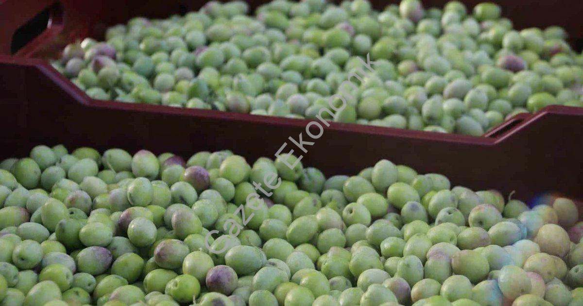 FETHİYE’DE ZEYTİN HASADI BAŞLADI