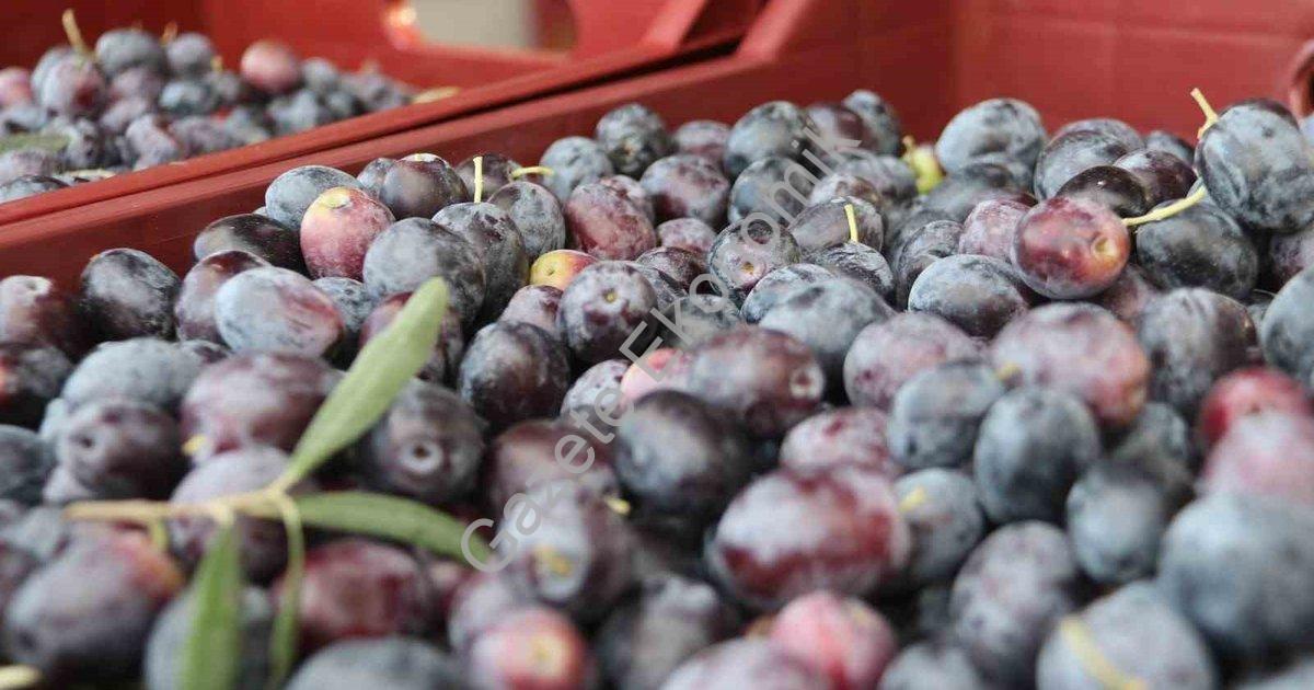 FETHİYE’DE ZEYTİN HASADI BAŞLADI