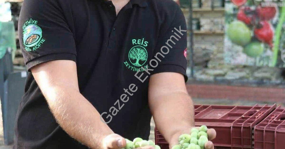 FETHİYE’DE ZEYTİN HASADI BAŞLADI