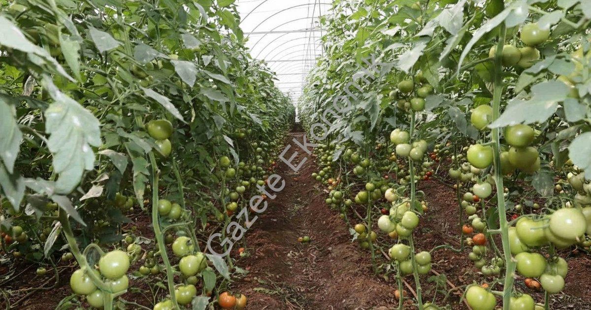 MUĞLA BÜYÜKŞEHİR BELEDİYESİ, ORTACA’DA GEÇTİĞİMİZ HAFTA ETKİLİ OLAN YOĞUN YAĞIŞLARIN ARDINDAN SERALARI ZARAR GÖREN ÜRETİCİLERE DESTEK OLDU.