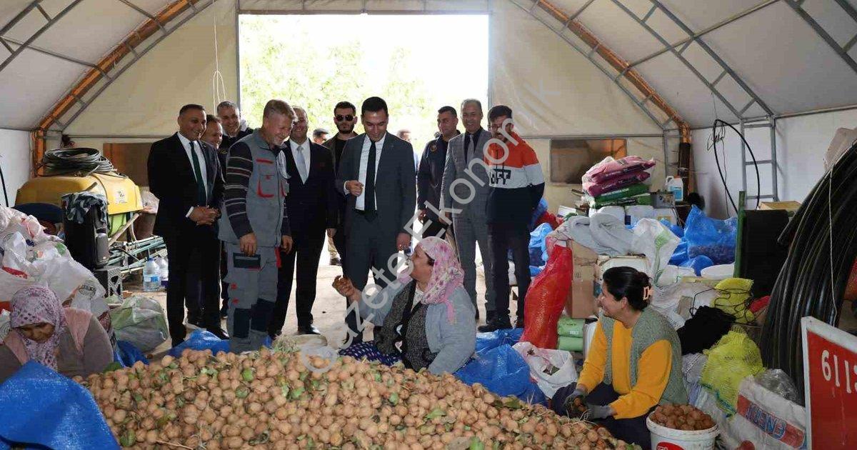 "Dinar’da ceviz sezonu açıldı: Üretici bu yıl umutlu" başlıklı haber için fotorealistik, profesyonel