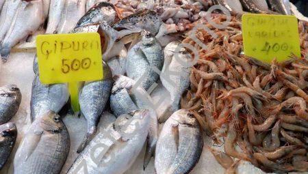 Foça Balık Hali’nde Kış Bereketi: Sardalya ve Uskumru Mevsimi Başladı