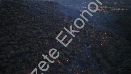 Aydın Bozdoğan’da Orman Yangını: Alevler Kontrol Altına Alındı