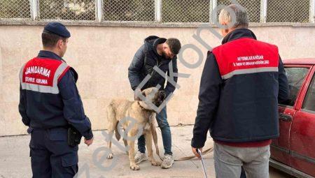 Afyonkarahisar’da Vahşete Dronlu Takip: Köpek Dövüştüren 12 Kişi Yakalandı