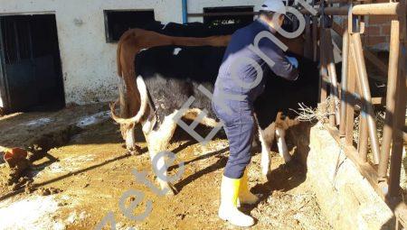 Aydın’da Hayvan Sağlığı Alarmı: Şap Hastalığına Karşı Seferberlik