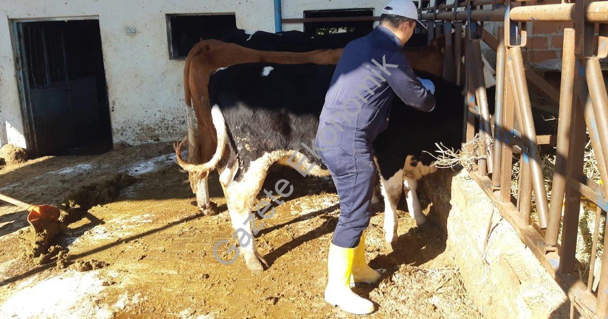 "Aydın'da Hayvan Sağlığı Alarmı: Şap Hastalığına Karşı Seferberlik" başlıklı haber için fotorealisti