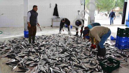 Muğla, 10 Ayda 618 Milyon Dolarlık Balık İhracatı Yaptı