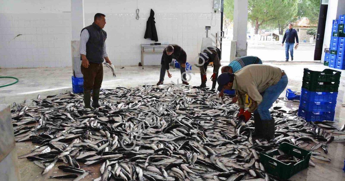 "Muğla, 10 Ayda 618 Milyon Dolarlık Balık İhracatı Yaptı" başlıklı haber için fotorealistik, profesy