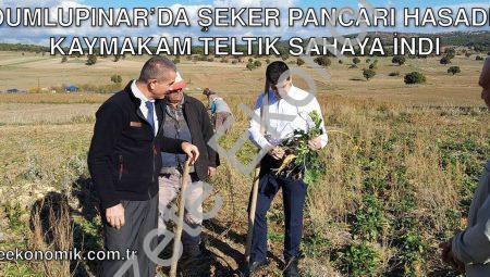 Dumlupınar’da Şeker Pancarı Hasadı: Kaymakam Teltik Sahaya İndi