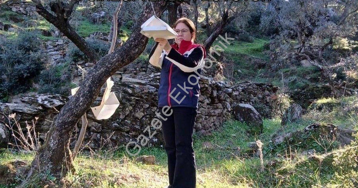 "Söke’de Tarımsal Alarm: Akdeniz Meyve Sineği Tehdidi Büyüyor" başlıklı haber için fotorealistik, pr