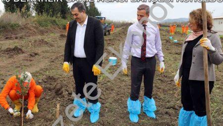 Dalaman’da Mahkumlar Üretime Katılıyor: 10 Dekarlık Sakız Ağacı Bahçesi Kuruldu