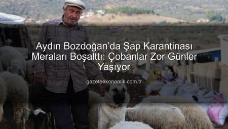Aydın Bozdoğan’da Şap Karantinası Meraları Boşalttı: Çobanlar Zor Günler Yaşıyor