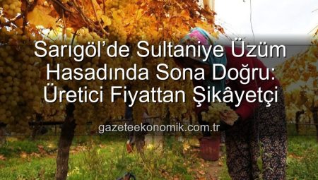 Sarıgöl’de Sultaniye Üzüm Hasadında Sona Doğru: Üretici Fiyattan Şikâyetçi
