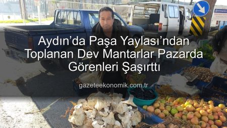 Aydın’da Paşa Yaylası’ndan Toplanan Dev Mantarlar Pazarda Görenleri Şaşırttı