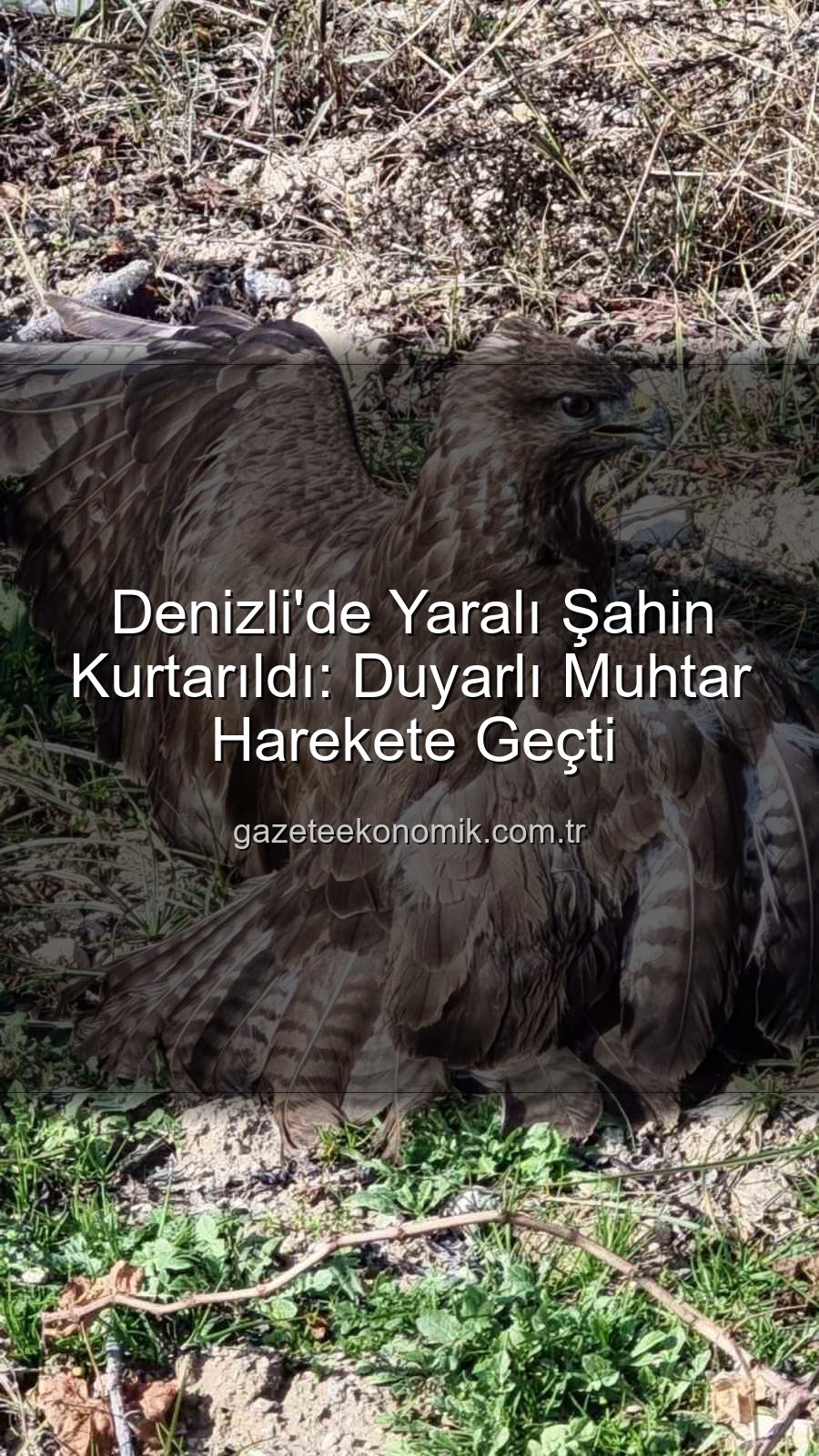 Denizli'de yaralı şahin - Denizli'de Yaralı Şahin Kurtarıldı: Duyarlı Muhtar Harekete Geçti