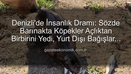 Denizli’de İnsanlık Dramı: Sözde Barınakta Köpekler Açlıktan Birbirini Yedi, Yurt Dışı Bağışlar Kayıp!