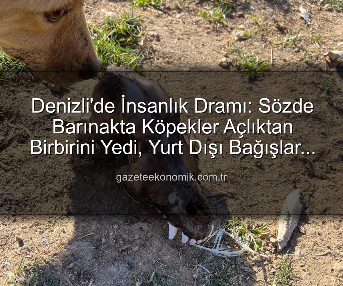 Denizli hayvan istismarı - Denizli'de İnsanlık Dramı: Sözde Barınakta Köpekler Açlıktan Birbirini Yedi, Yurt Dışı Bağışlar Kayıp!