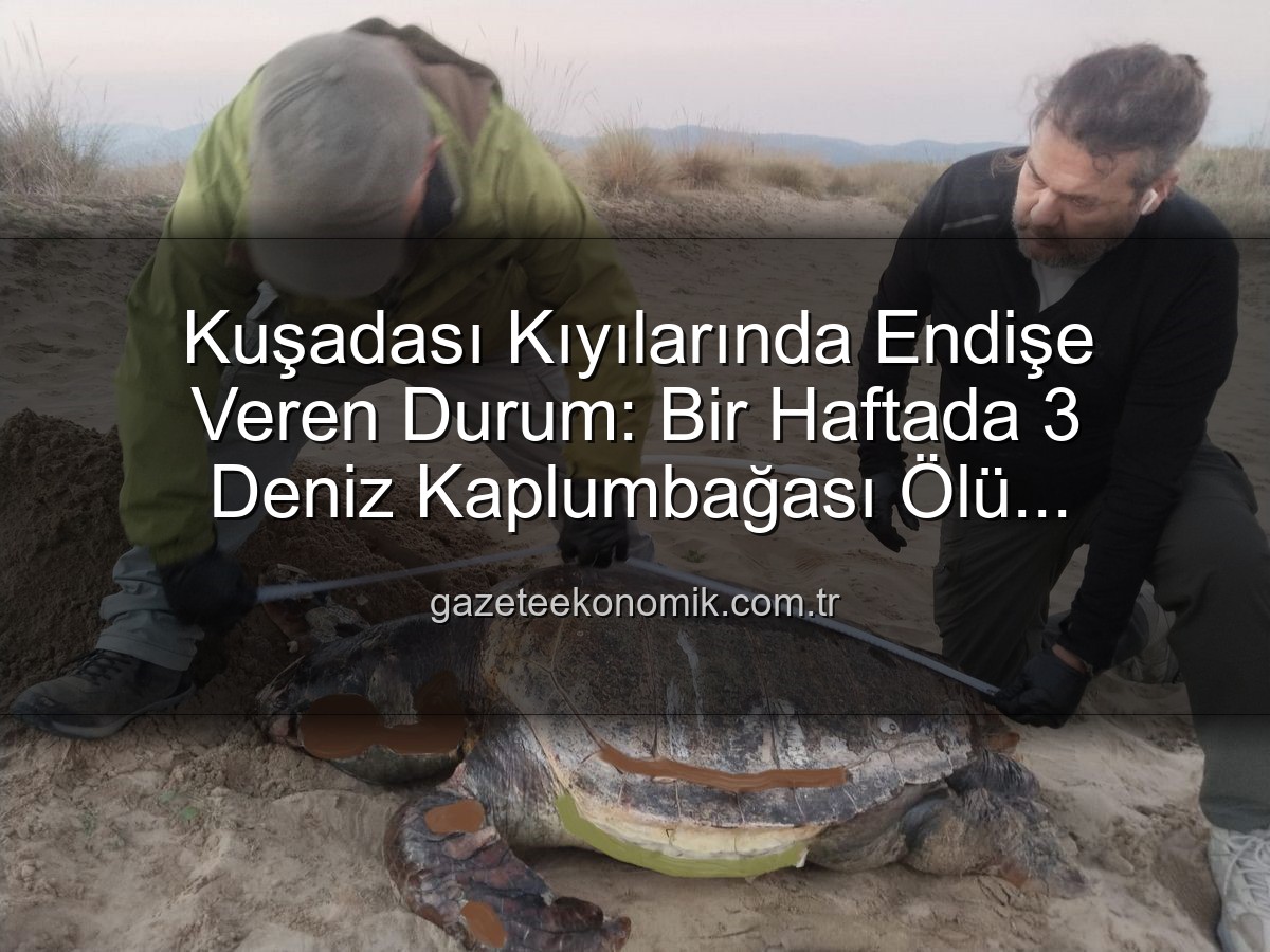 deniz kaplumbağası ölümleri - Kuşadası Kıyılarında Endişe Veren Durum: Bir Haftada 3 Deniz Kaplumbağası Ölü Bulundu!