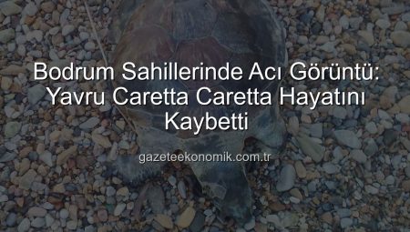 Bodrum Sahillerinde Acı Görüntü: Yavru Caretta Caretta Hayatını Kaybetti